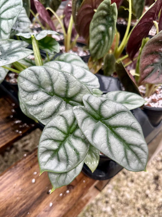 Alocasia Silver Dragon