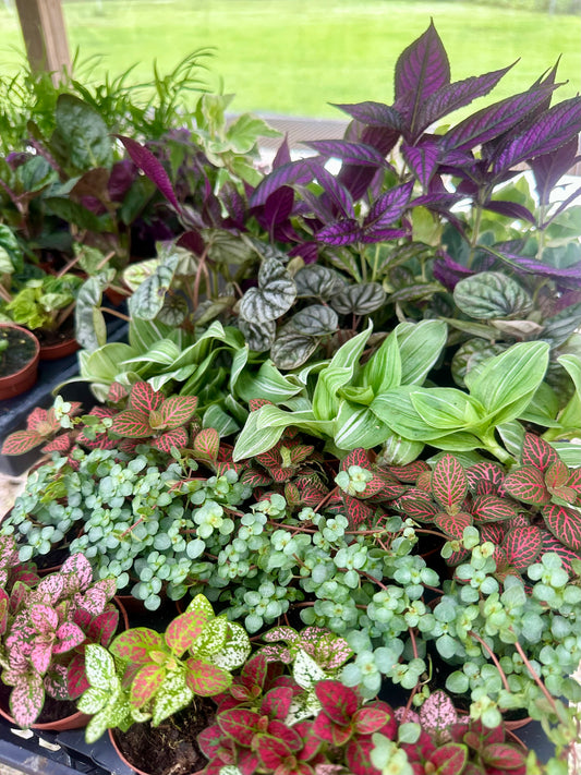 2" Mystery Plants