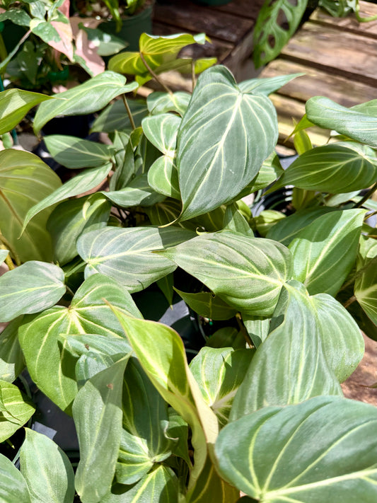 Philodendron Gloriosum