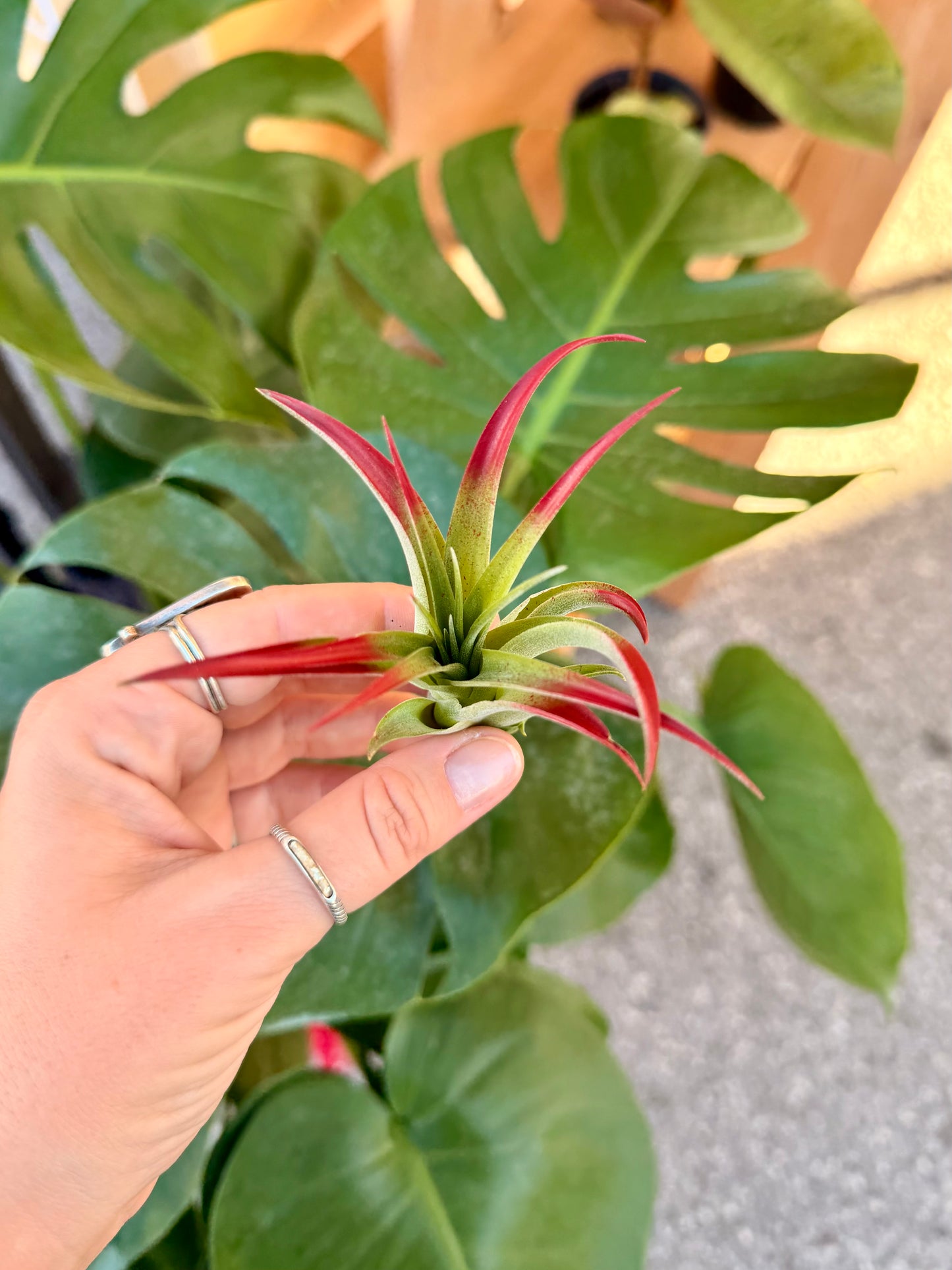 Tillandsia • Brachycaulos • Enhanced
