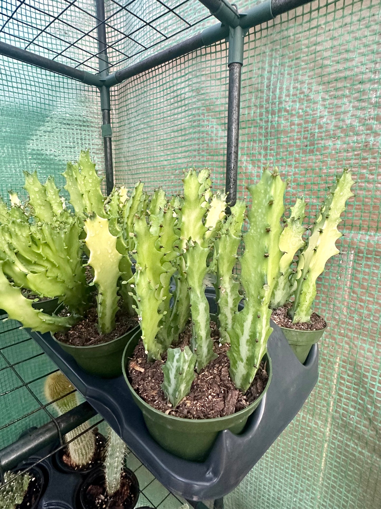 Euphorbia Variegated