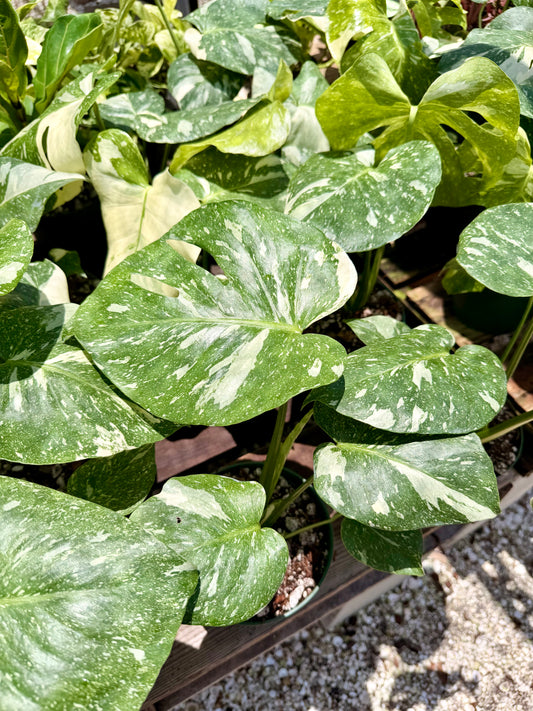 Monstera Thai Constellation