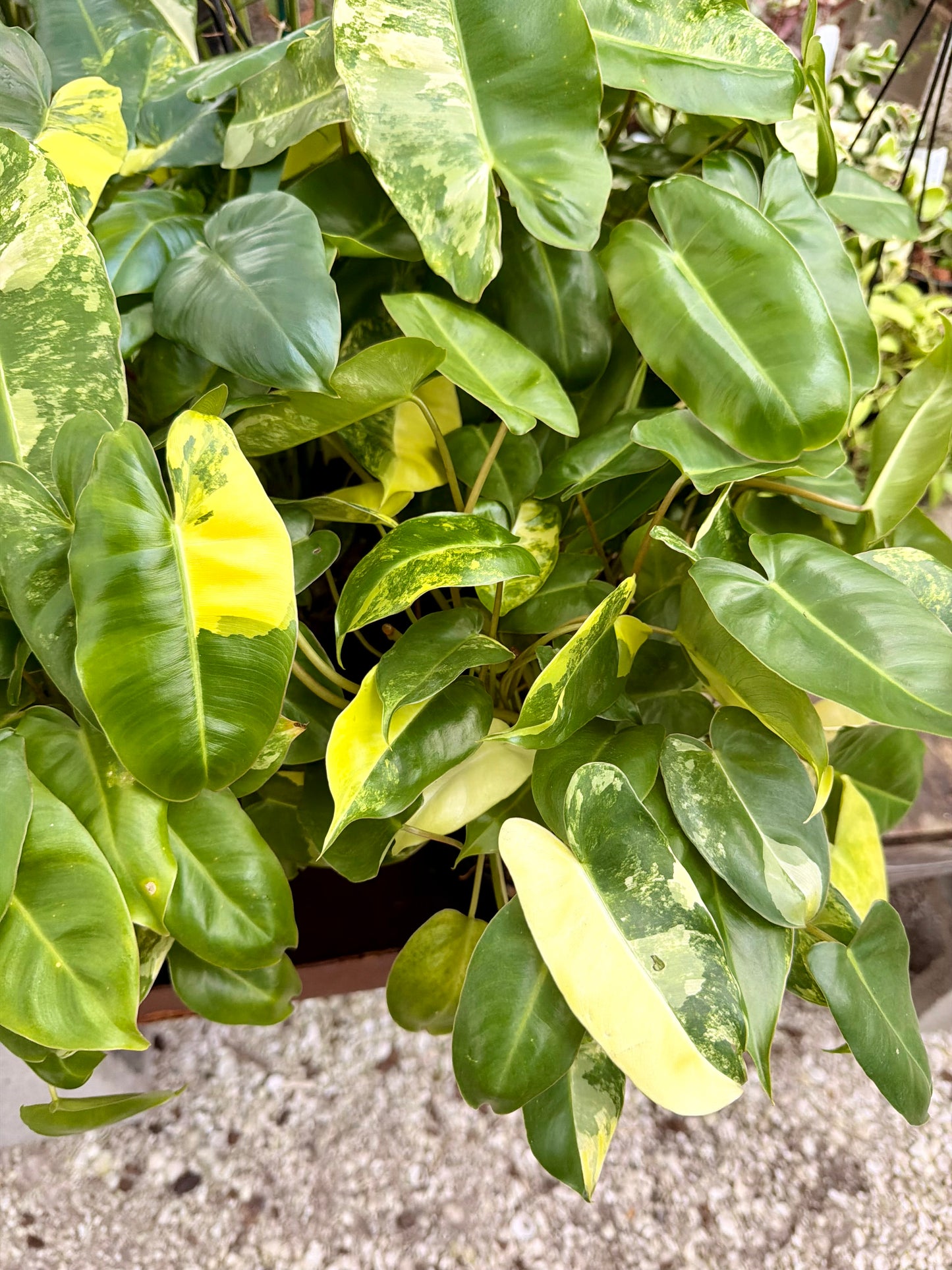 Philodendron Burle Marx Variegated