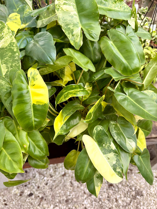 Philodendron Burle Marx Variegated