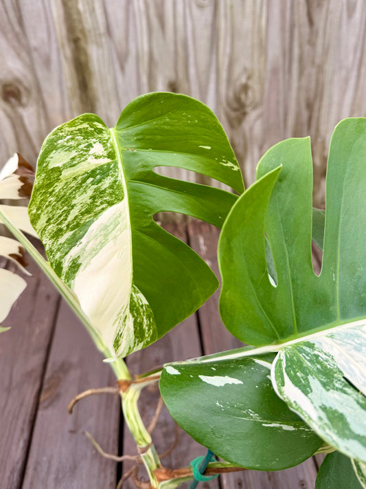Monstera Albo
