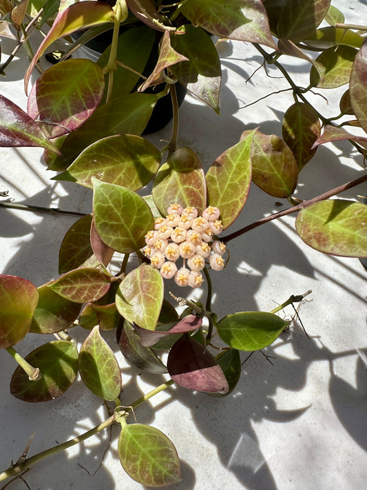 Hoya Sunrise