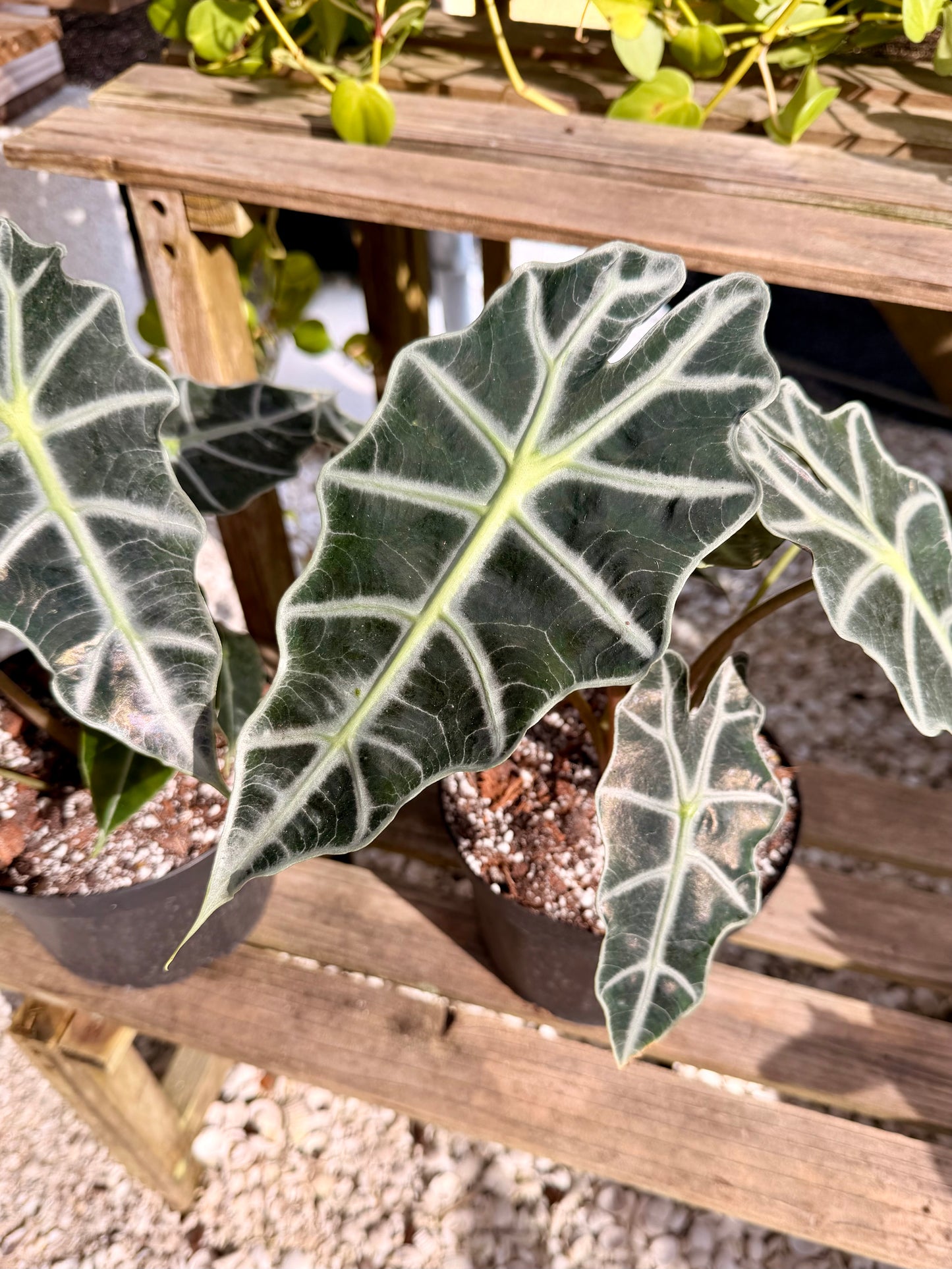 Alocasia Polly