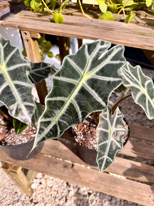 Alocasia Polly
