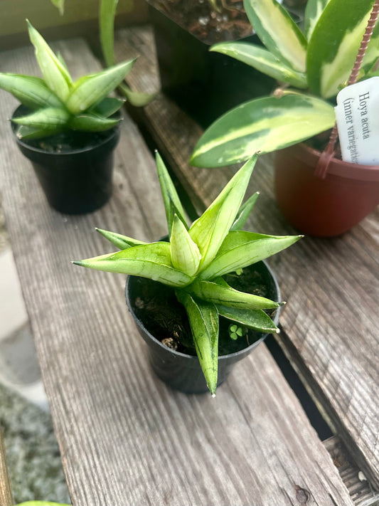 Sansevieria White