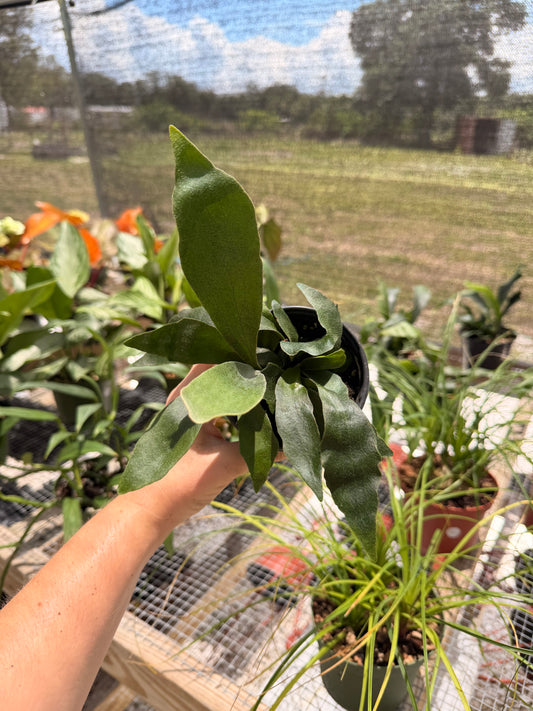 Staghorn Fern Netherlands