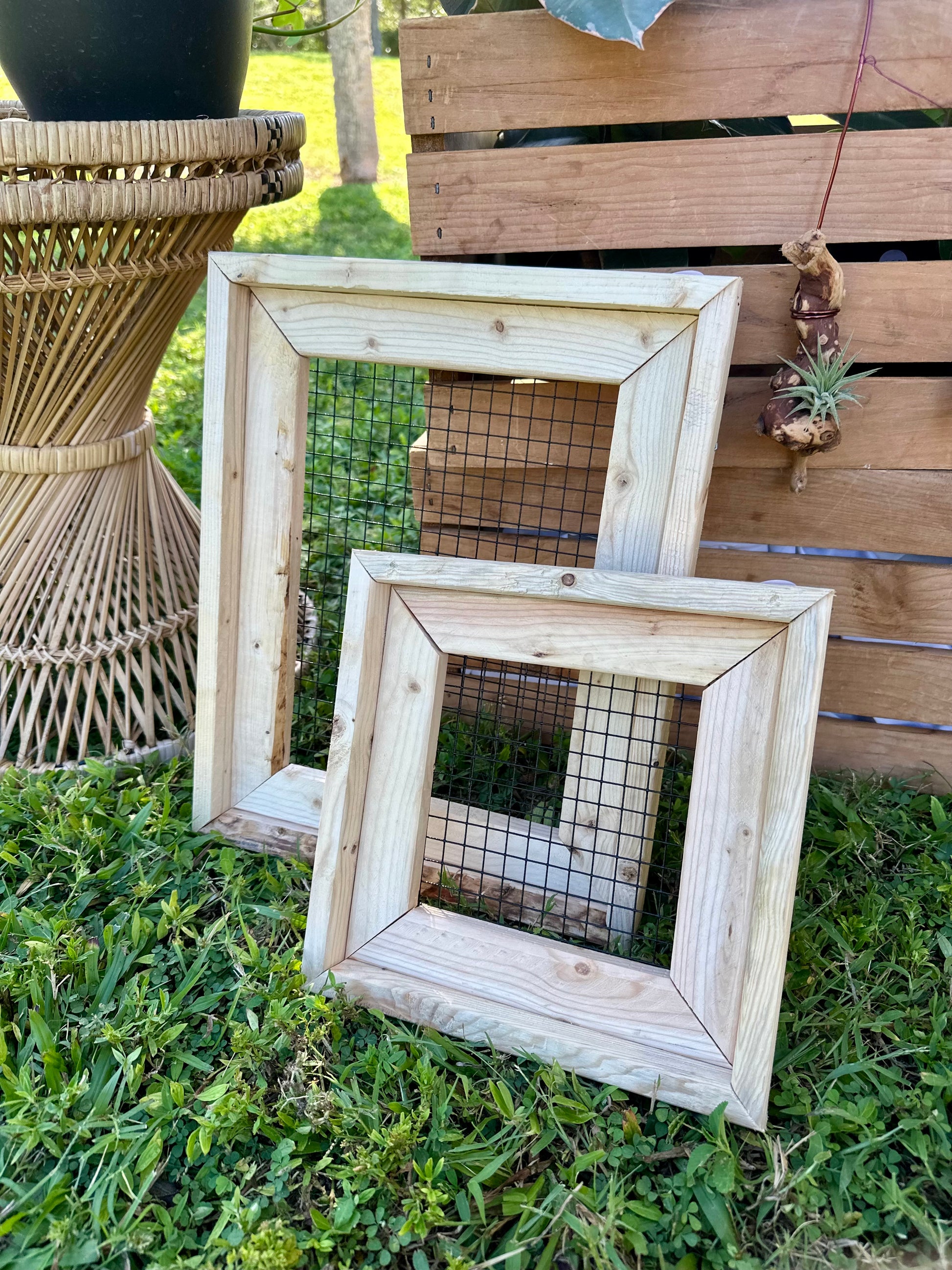 air plant wooden frame Air Plant Display Frame