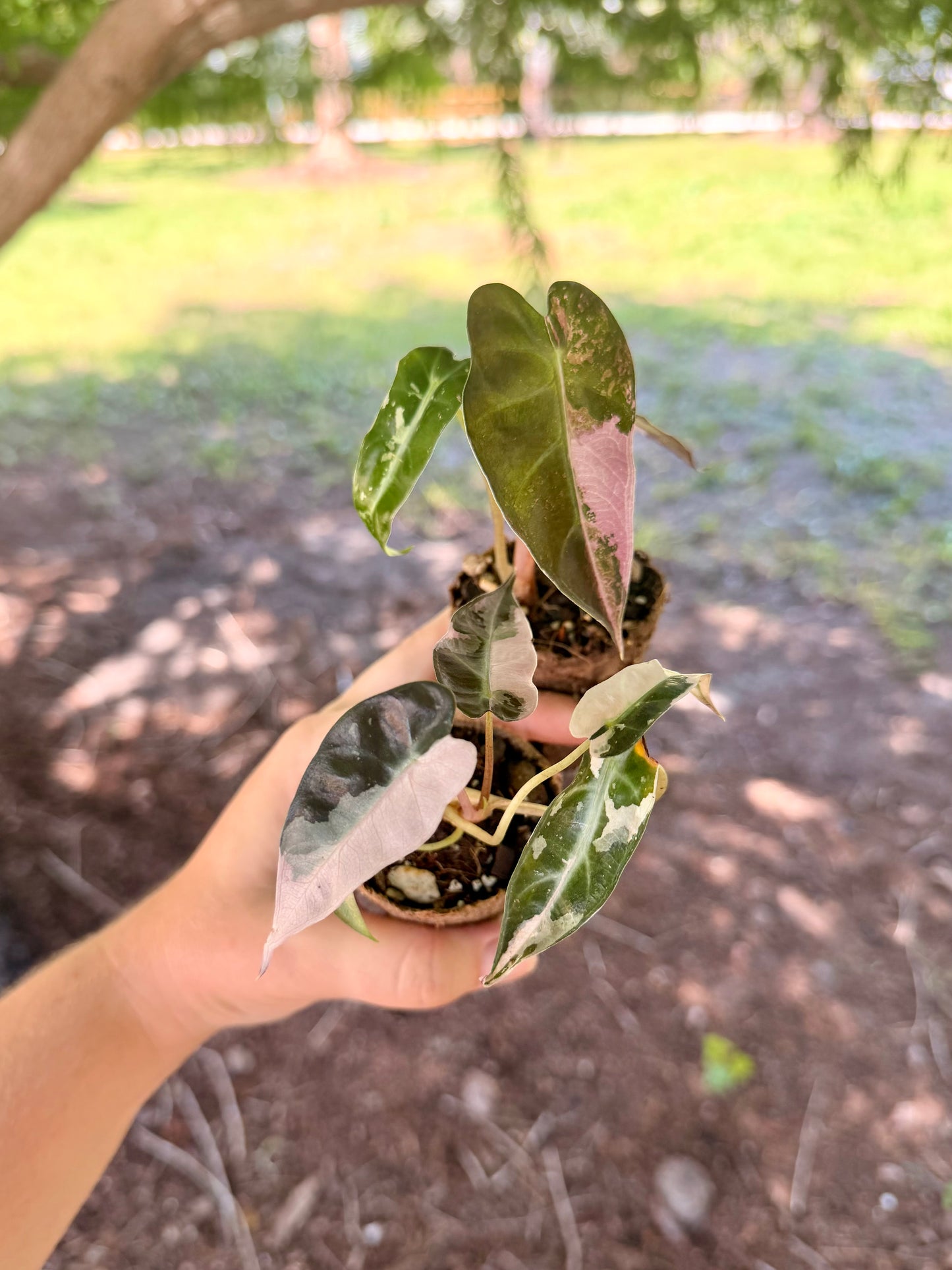 Alocasia Bambino Pink Variegated