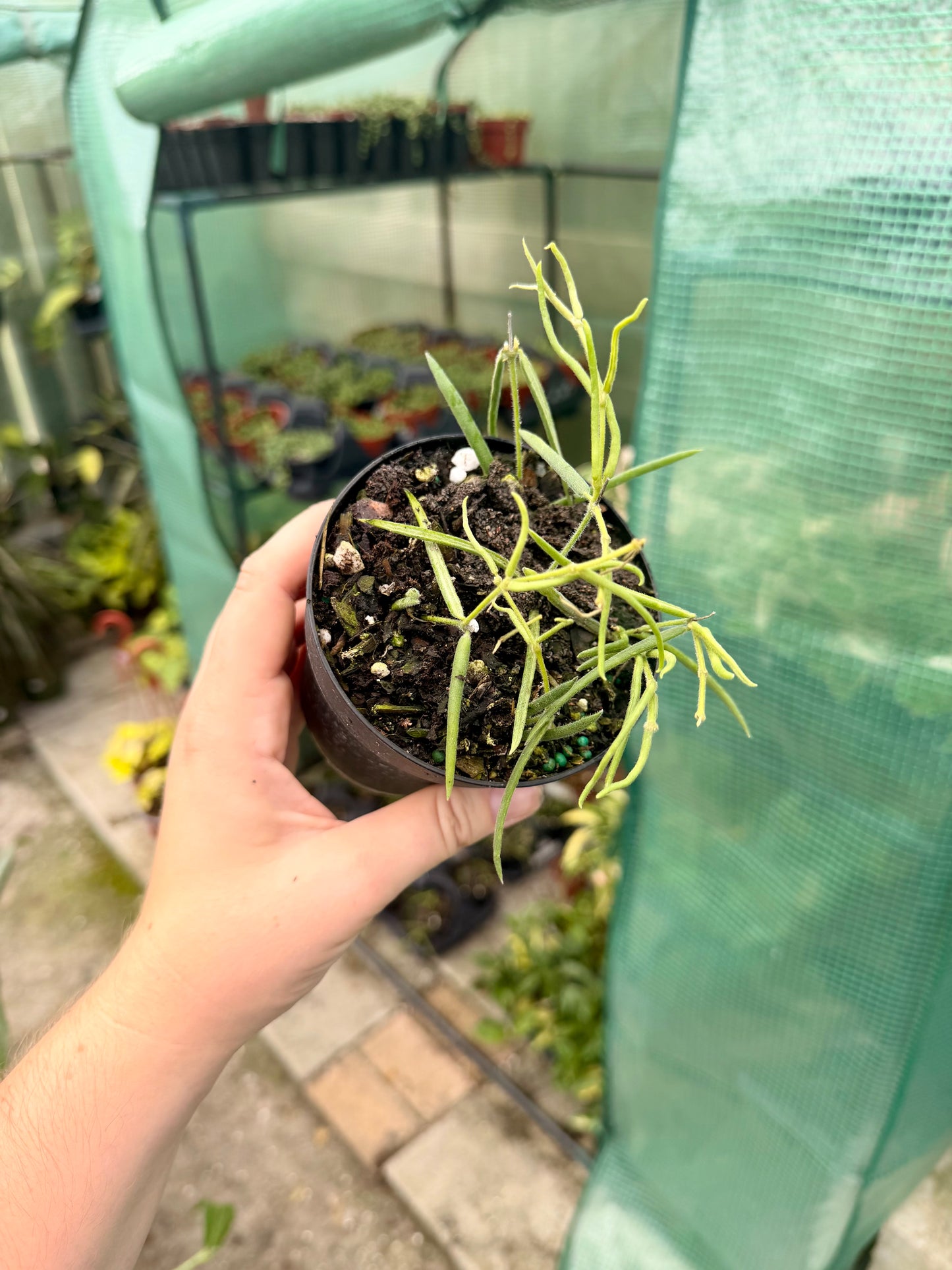 Hoya Linearis