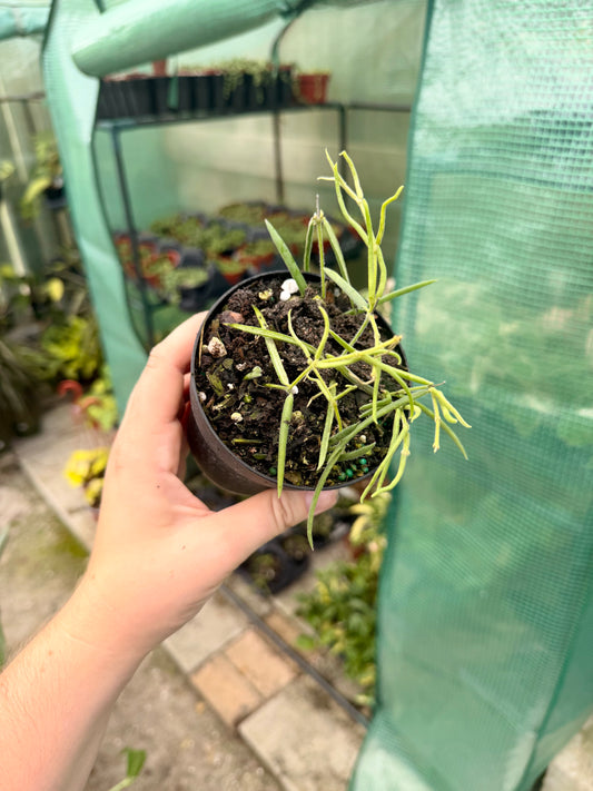 Hoya Linearis