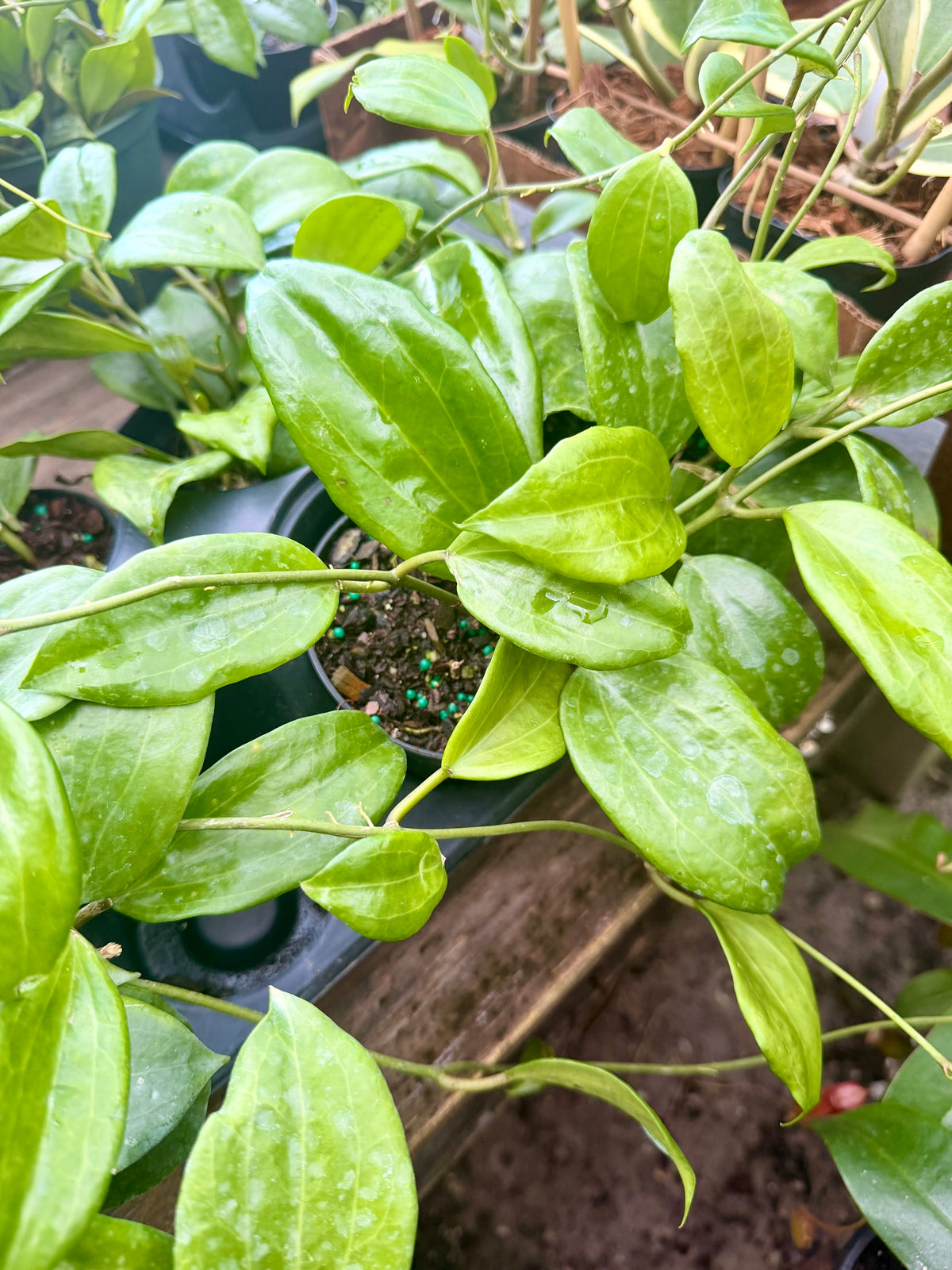 Hoya Quinquenervia
