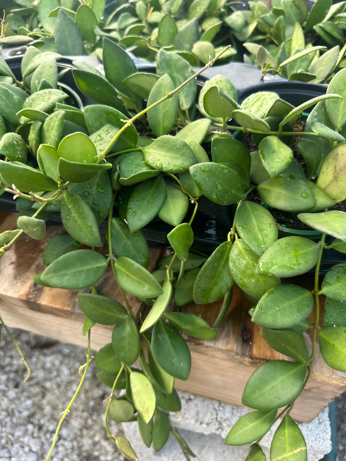 Hoya Burtoniae