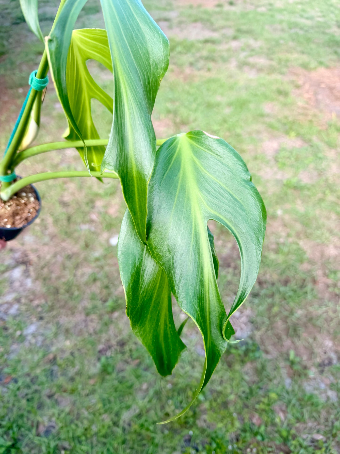 Monstera Burle Marx Flame