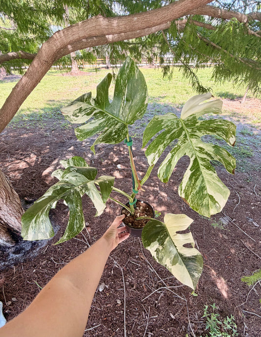 Monstera Albo