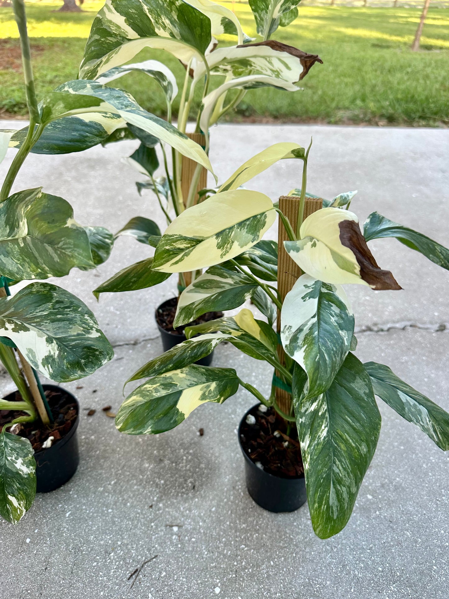 Monstera Lechleriana Variegated