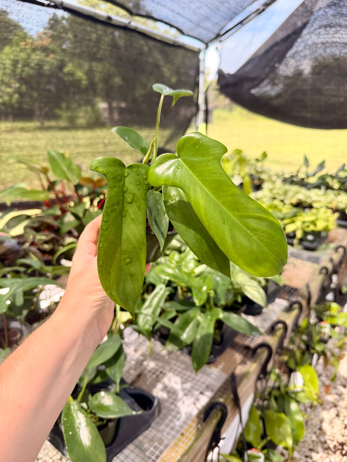 Philodendron Florida Green