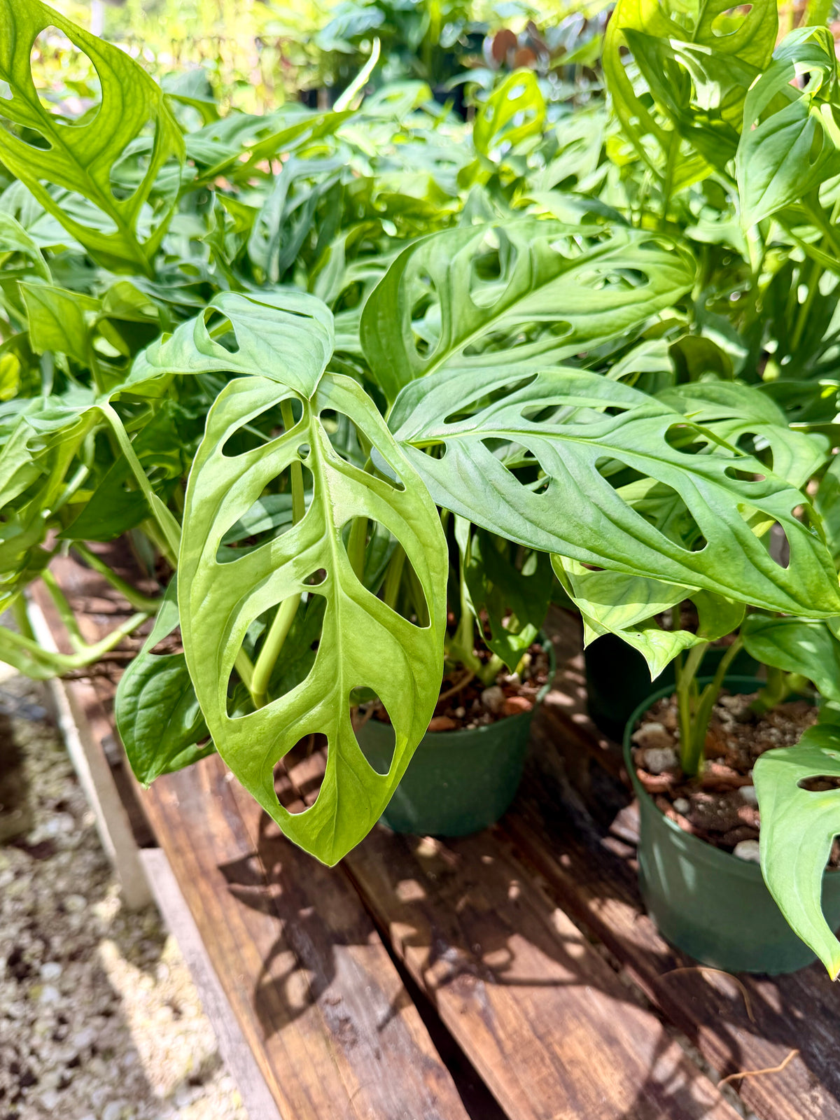 Monstera Esqueleto