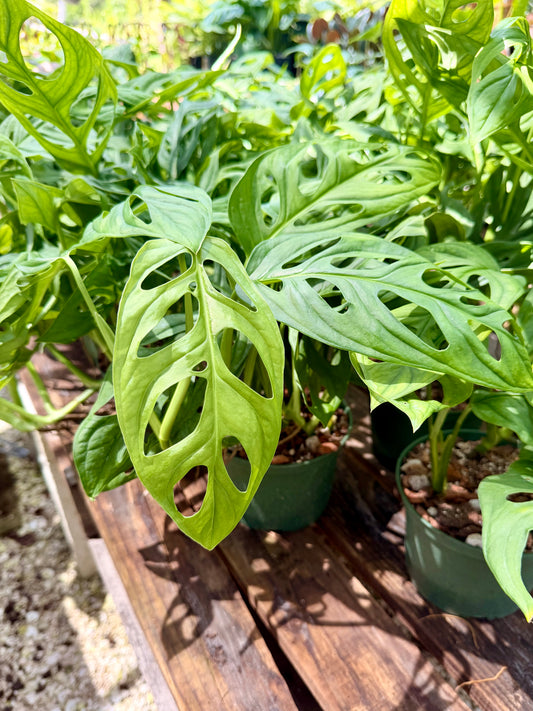 Monstera Esqueleto