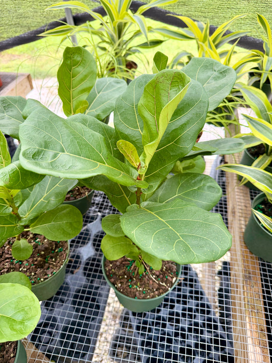 Ficus Bambino