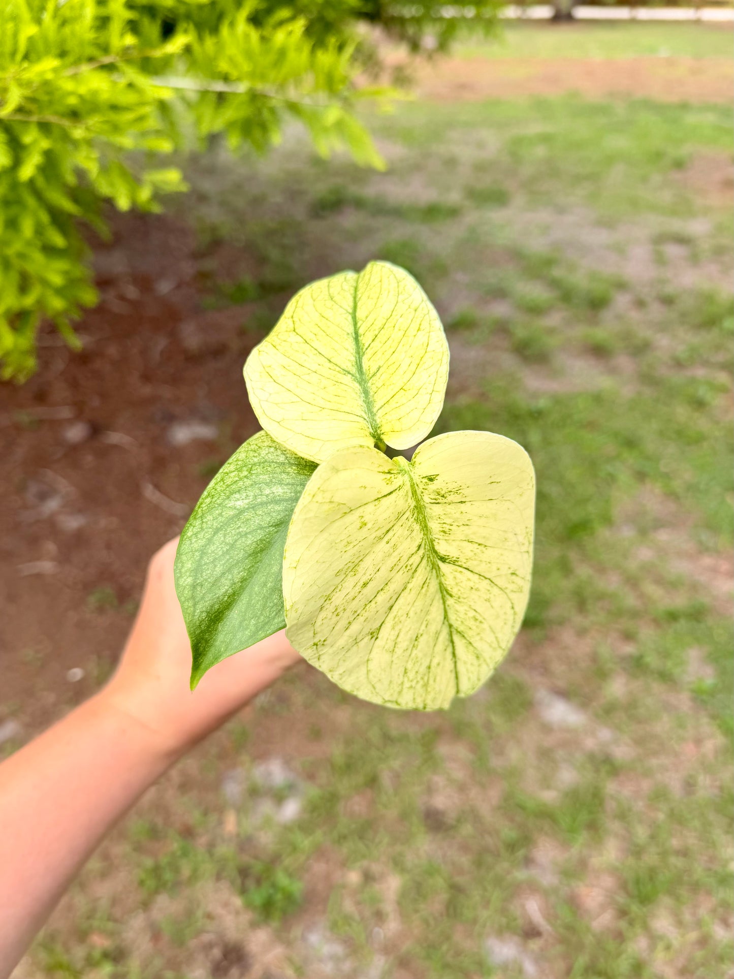 Monstera White Monster