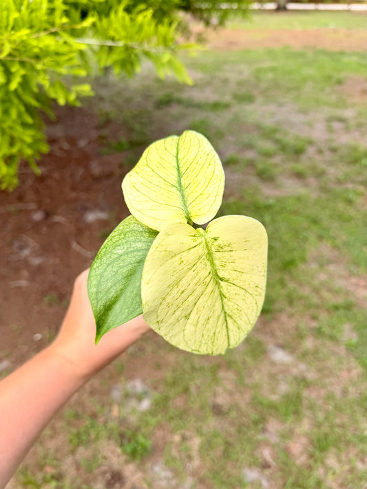 Monstera White Monster