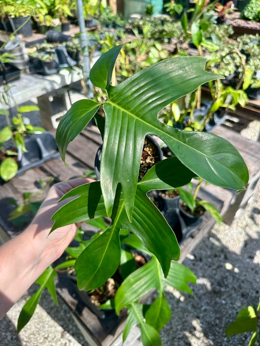 Philodendron Florida Green