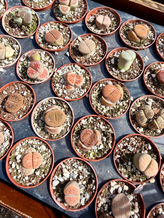 Lithops