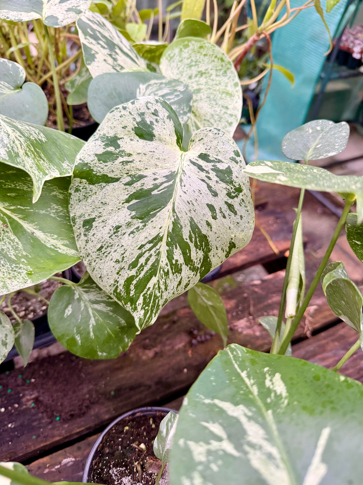Monstera Bulbasaur