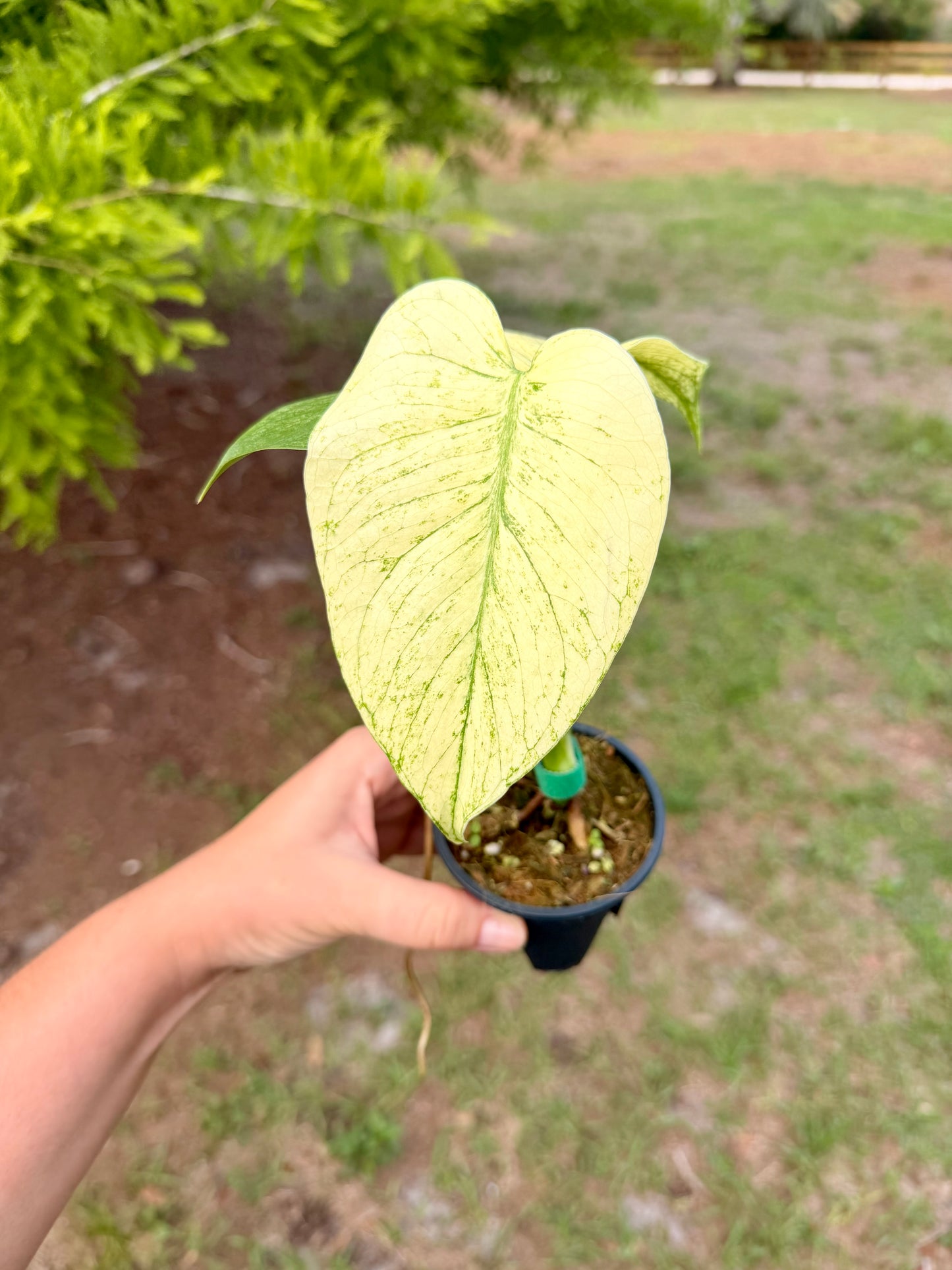 Monstera White Monster
