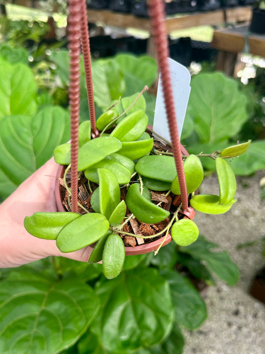 Hoya Lyi