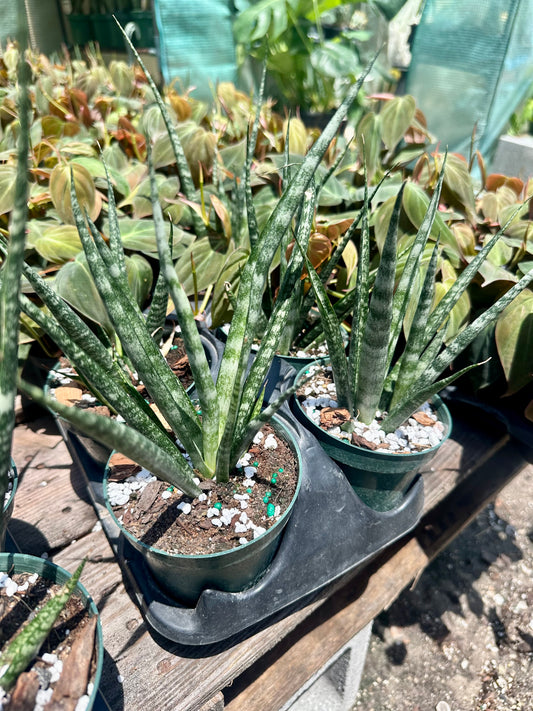 Sansevieria Fernwood