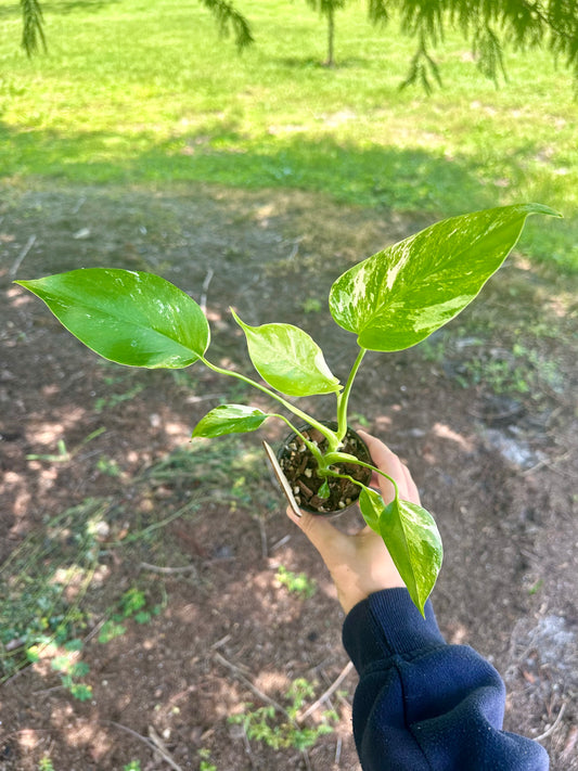 Monstera Albo