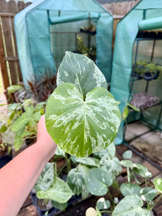 Monstera Bulbasaur