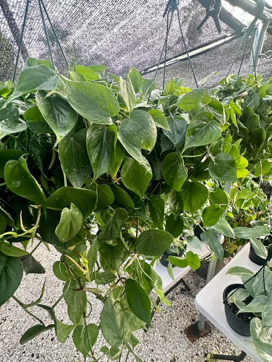 Philodendron Heartleaf