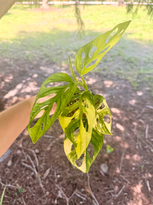 Monstera Adansonii Variegated Yellow