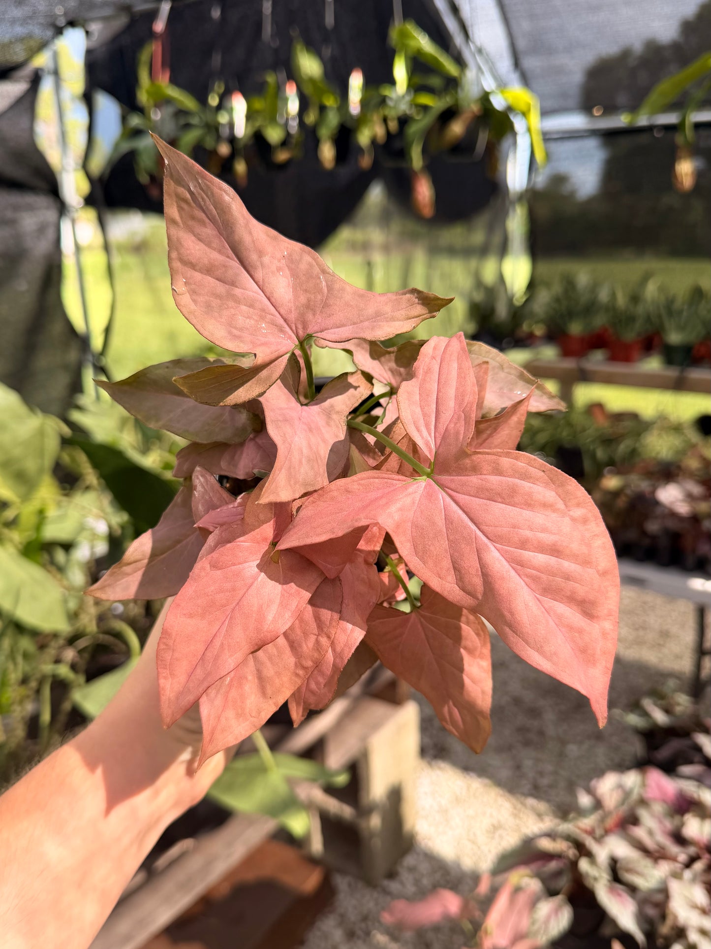 Syngonium Pink Perfection