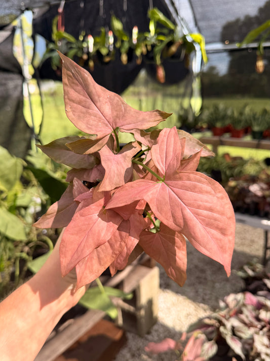 Syngonium Pink Perfection