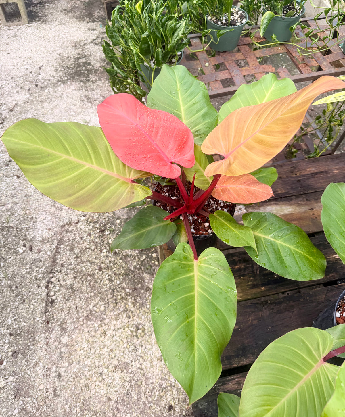 Philodendron McColley's Finale