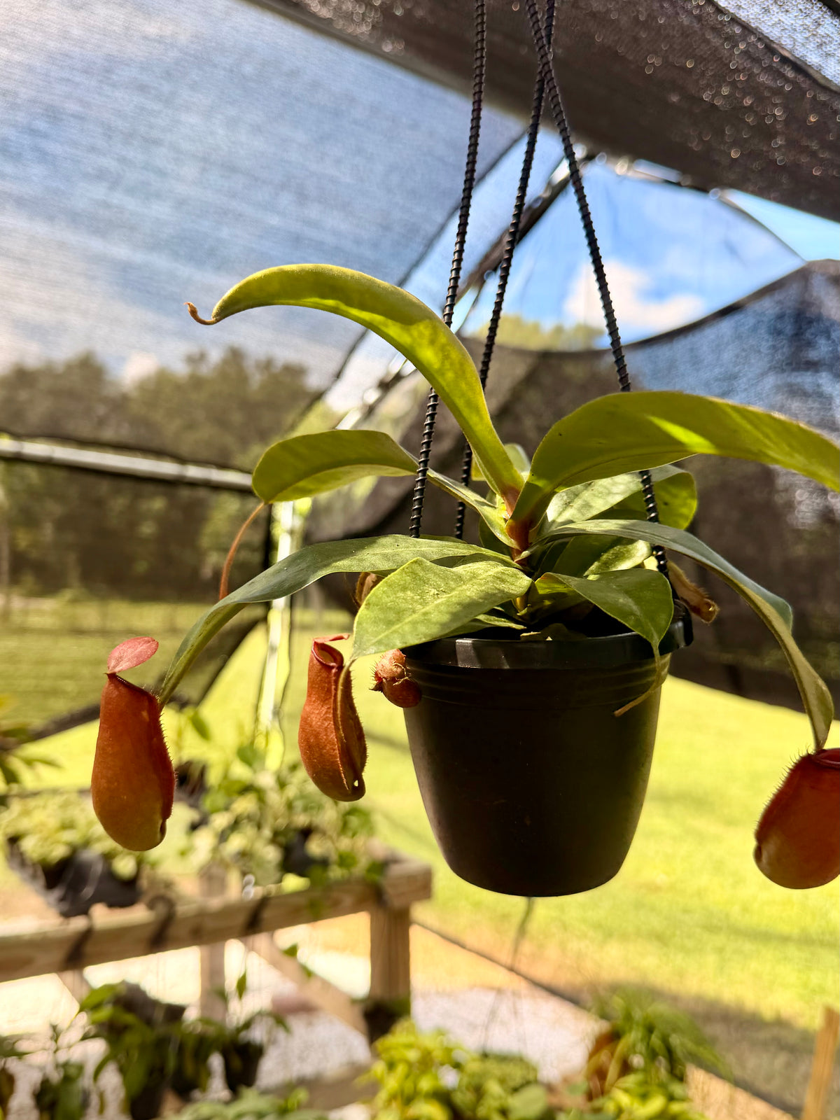 Nepenthes (Pitcher Plant)