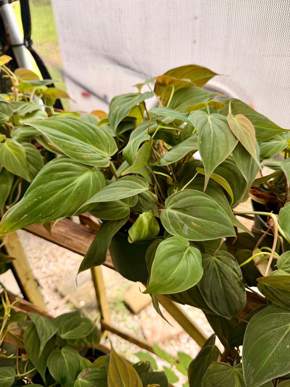Philodendron Mican