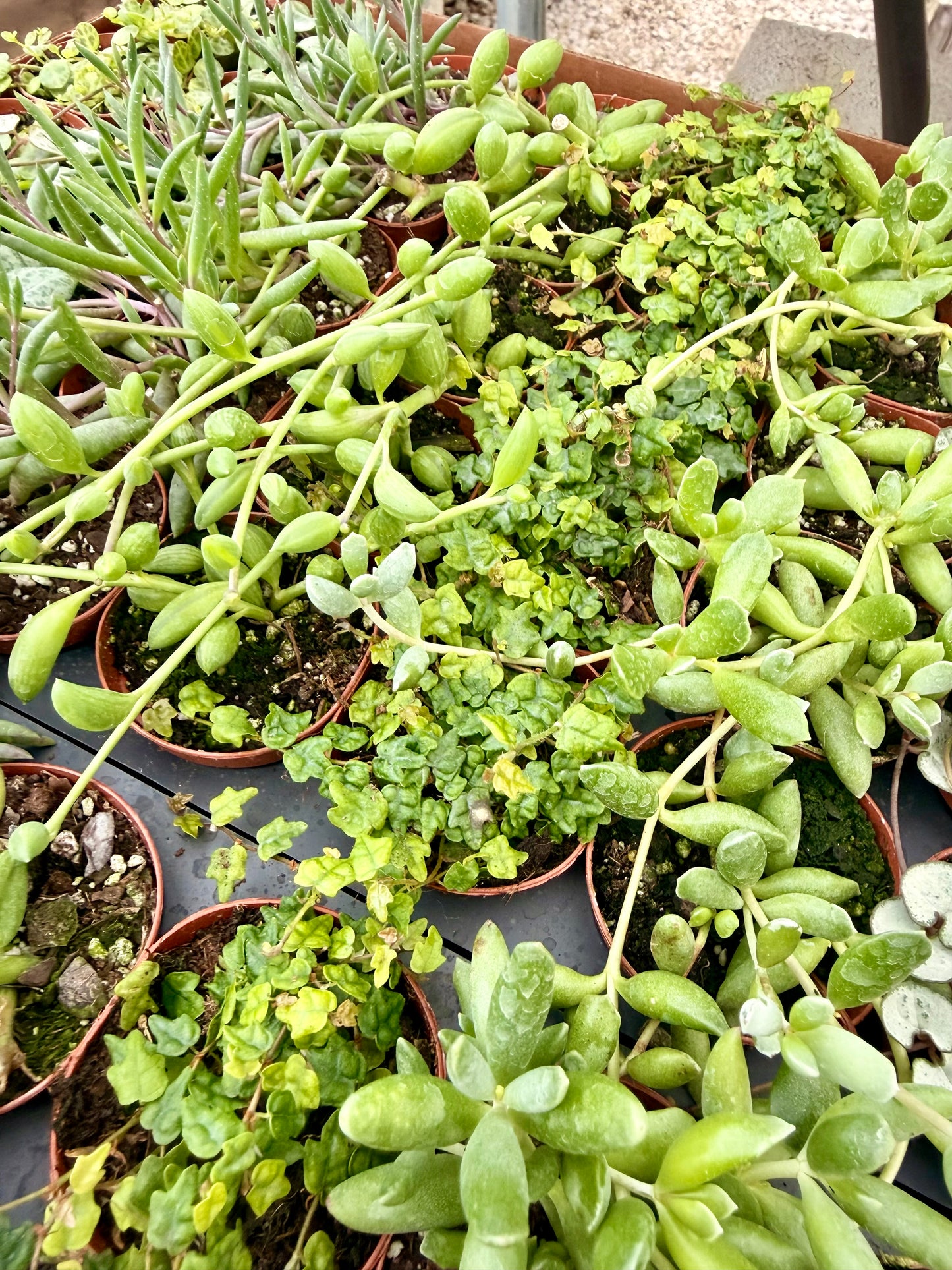 2" Mystery String Of Bundle