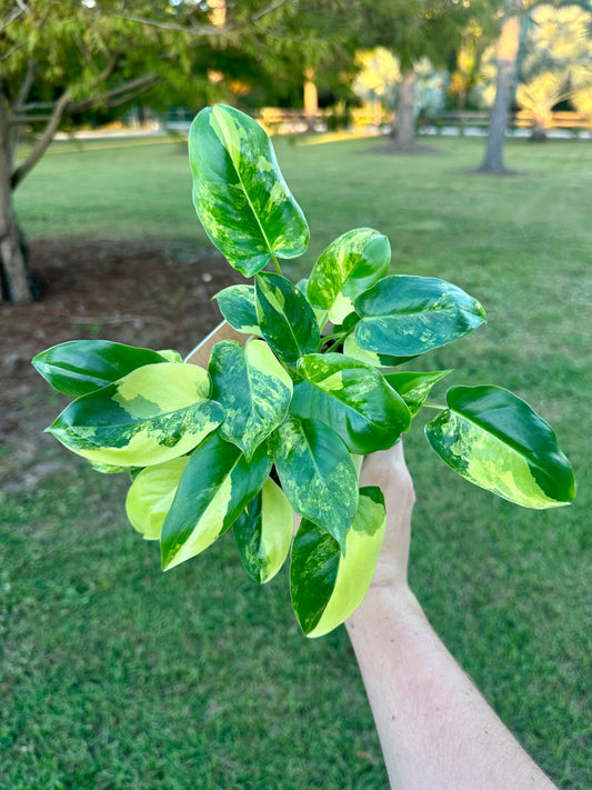 Philodendron Burle Marx Variegated