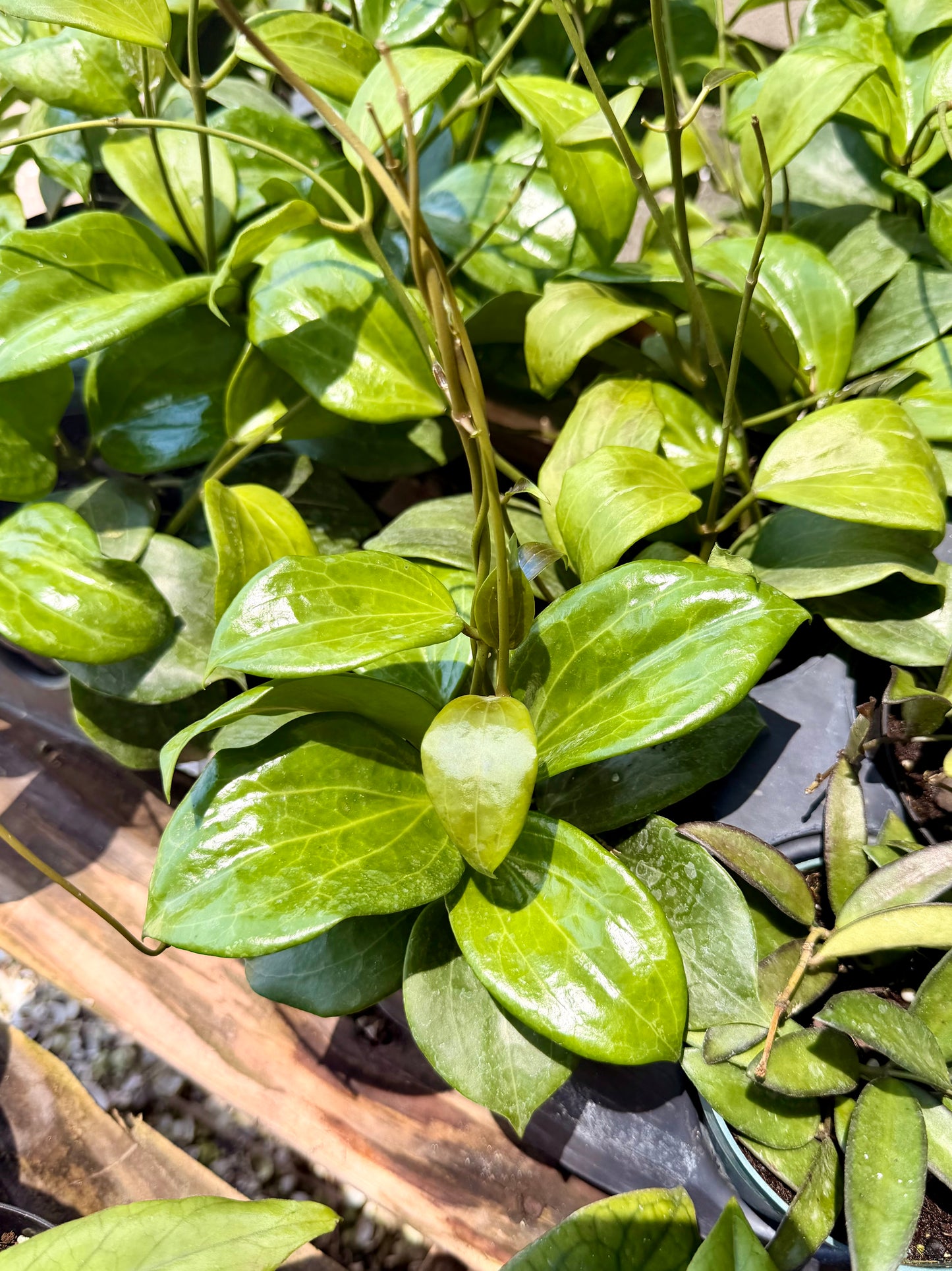 Hoya Quinquenervia