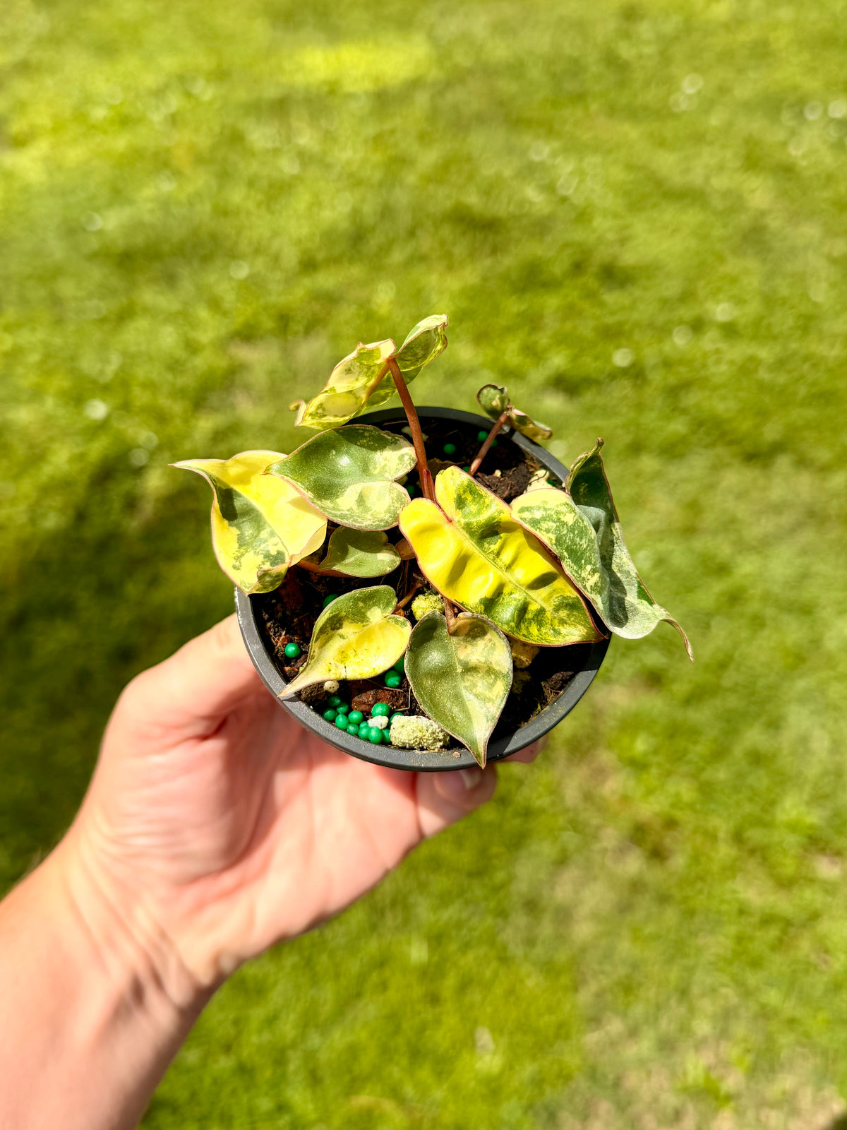 Philodendron Billietiae Variegated
