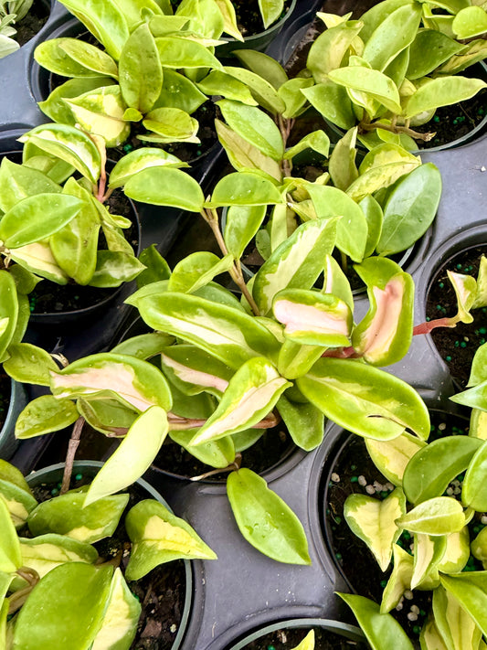 Hoya Krimson Princess