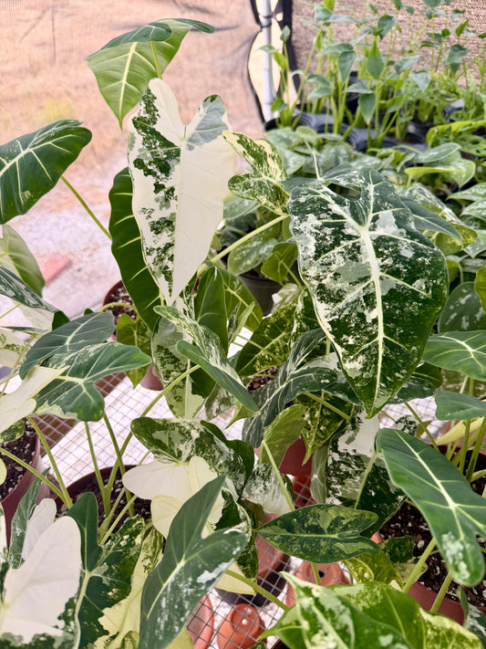 Alocasia Frydek Variegated